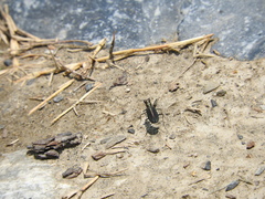 Cicindela