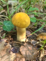 Leccinellum crocipodium