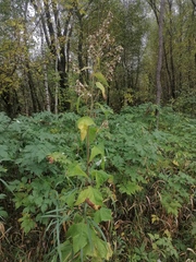 Parasenecio hastatus