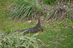 Varanus salvator macromaculatus