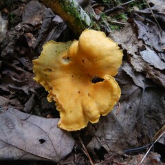 Cantharellus