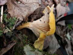 Cantharellus