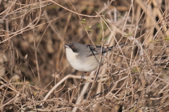 Microspingus melanoleucus