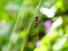 Nephila kuhli