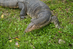 Varanus salvator macromaculatus
