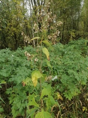 Parasenecio hastatus