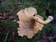 Cantharellus
