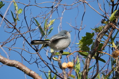 Polioptila dumicola