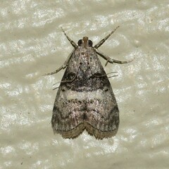 Pococera asperatella