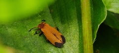 Lycidae