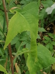 Parasenecio hastatus