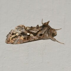 Chrysodeixis includens