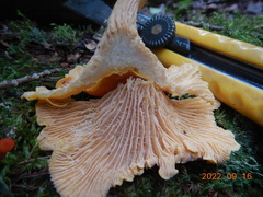 Cantharellus