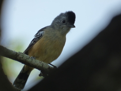 Thamnophilus caerulescens