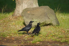 Corvus corone