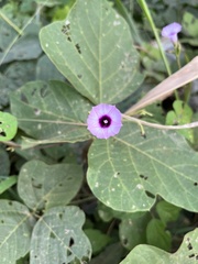 Ipomoea triloba