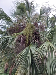Arecaceae