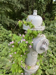 Ipomoea triloba