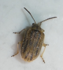 Ophraella conferta