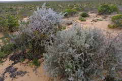 Eriocephalus racemosus