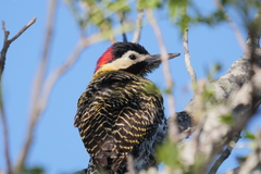 Colaptes melanochloros