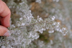 Eriocephalus racemosus