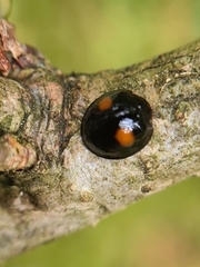 Chilocorus renipustulatus