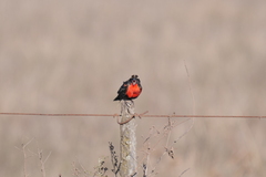 Leistes superciliaris