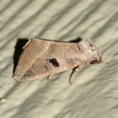 Plagiomimicus pityochromus