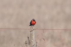 Leistes superciliaris