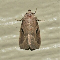 Plagiomimicus pityochromus