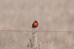 Leistes superciliaris