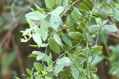 Osyris lanceolata