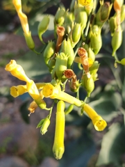 Nicotiana glauca