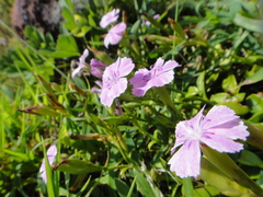 Dianthus kiusianus