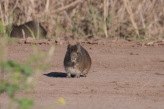Cavia aperea