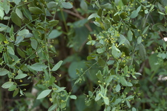 Osyris lanceolata