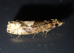 Epinotia trigonella