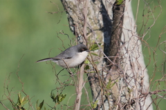 Microspingus melanoleucus