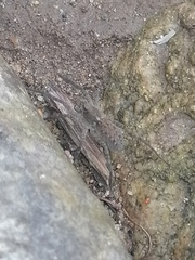 Lycosidae