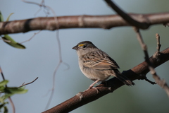 Ammodramus humeralis