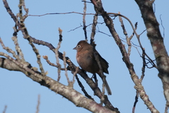 Coryphospingus cucullatus