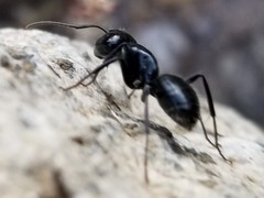 Camponotus laevissimus