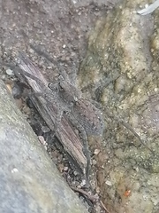 Lycosidae