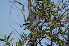 Polioptila dumicola