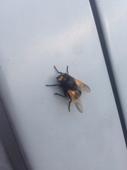 Mesembrina meridiana