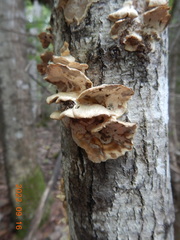 Rigidoporus populinus