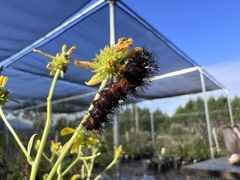 Hypercompe scribonia