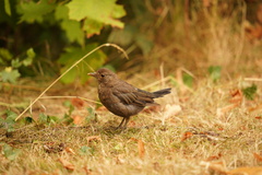 Turdus merula