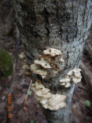 Rigidoporus populinus